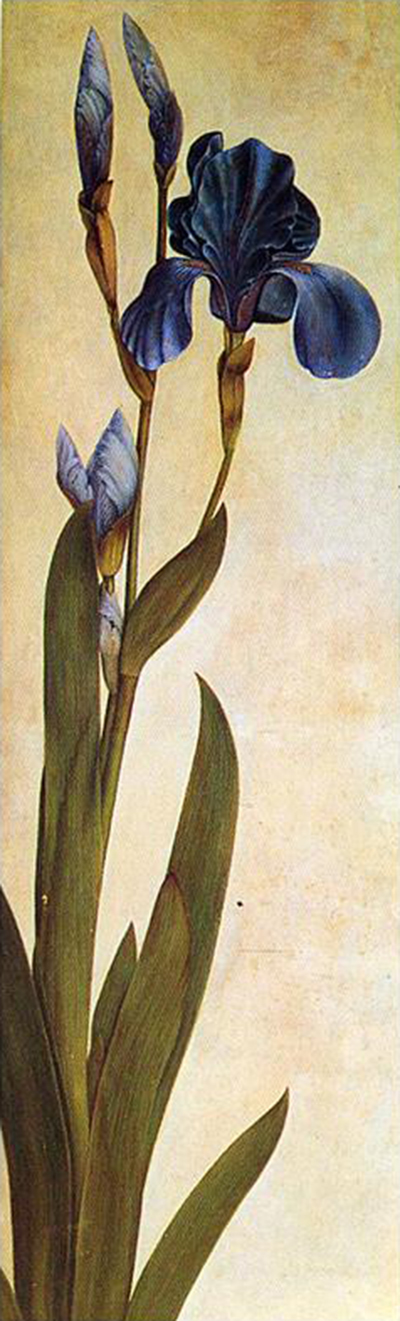 Iris Troiana Albrecht Durer